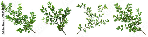 Green boxwood branch Hyperrealistic Highly Detailed Isolated On Transparent Background Png File