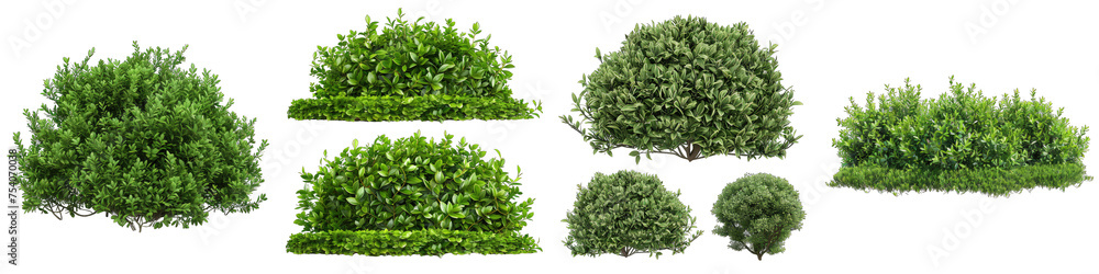 green garden bushes  Hyperrealistic Highly Detailed Isolated On Transparent Background Png File