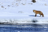 Ezo Red Fox on snow-covered ice, Lake Tofutsu in Hokkaido, Japan