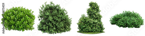 lush garden bushes  Hyperrealistic Highly Detailed Isolated On Transparent Background Png File