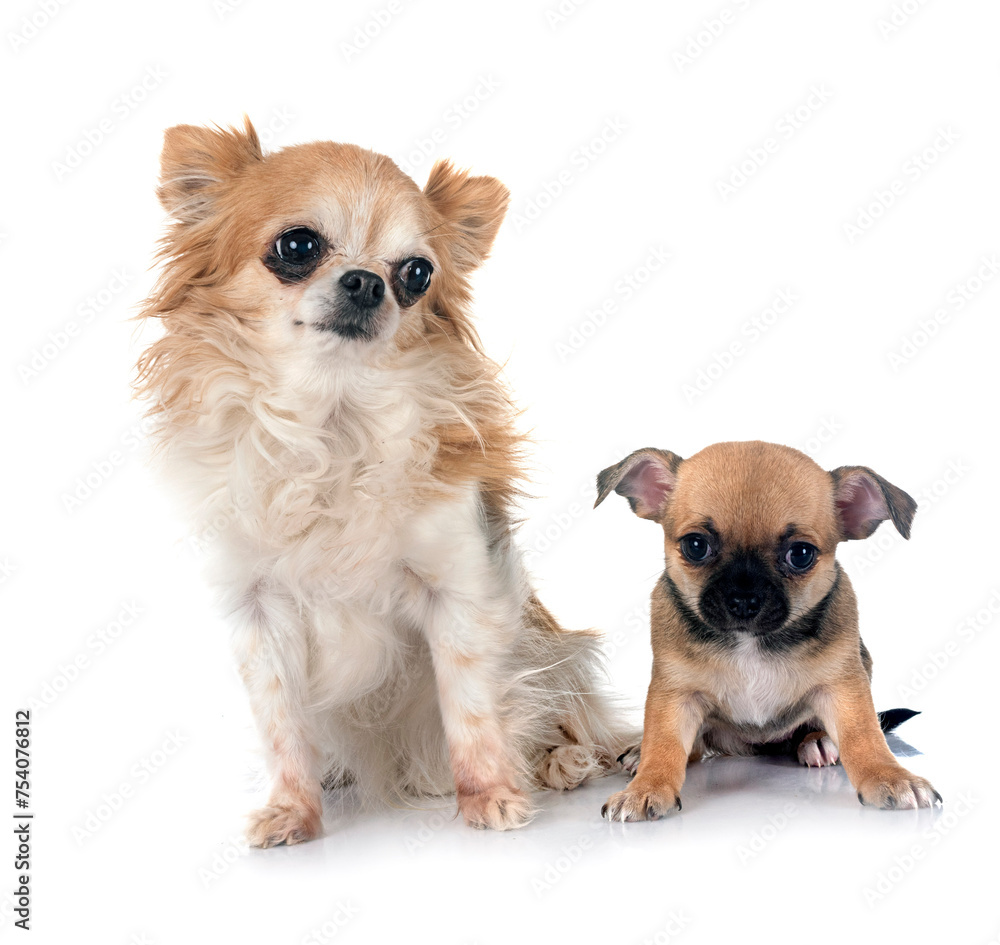 puppy and adult chihuahua in studio