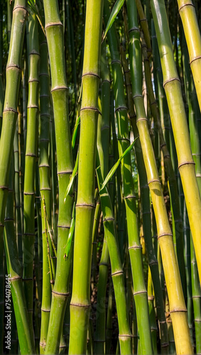 A closeup of bamboo stalks in the colors green and yellow. AI generated illustration.