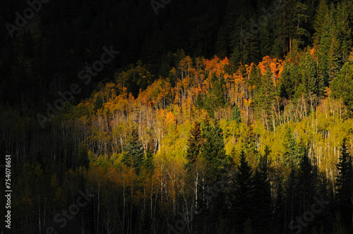 Sunset on early autumn foliage in the forests around Ashcroft Ghost Town, Castle Creek Valley, Aspen, Colorado, USA. photo