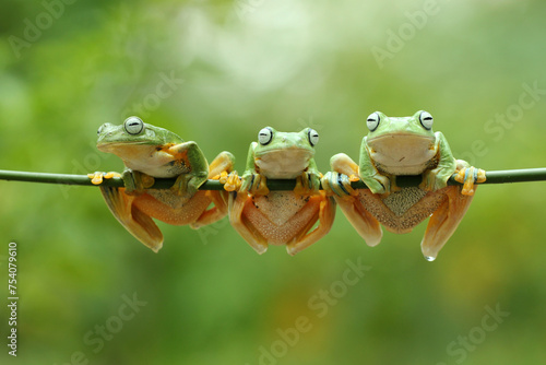 frogs, cute frogs, flying frogs, three cute frogs are perched on a wooden branch