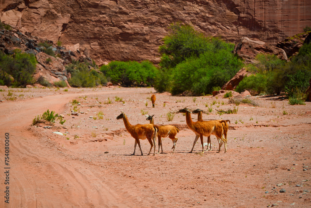 Guanacos roaming the canyon floor of Talampaya National Park, La Rioja, Argentina. Guanacos roaming the canyon floor of Talampaya National Park, La Rioja, Argentina.