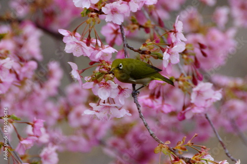 メジロと河津桜