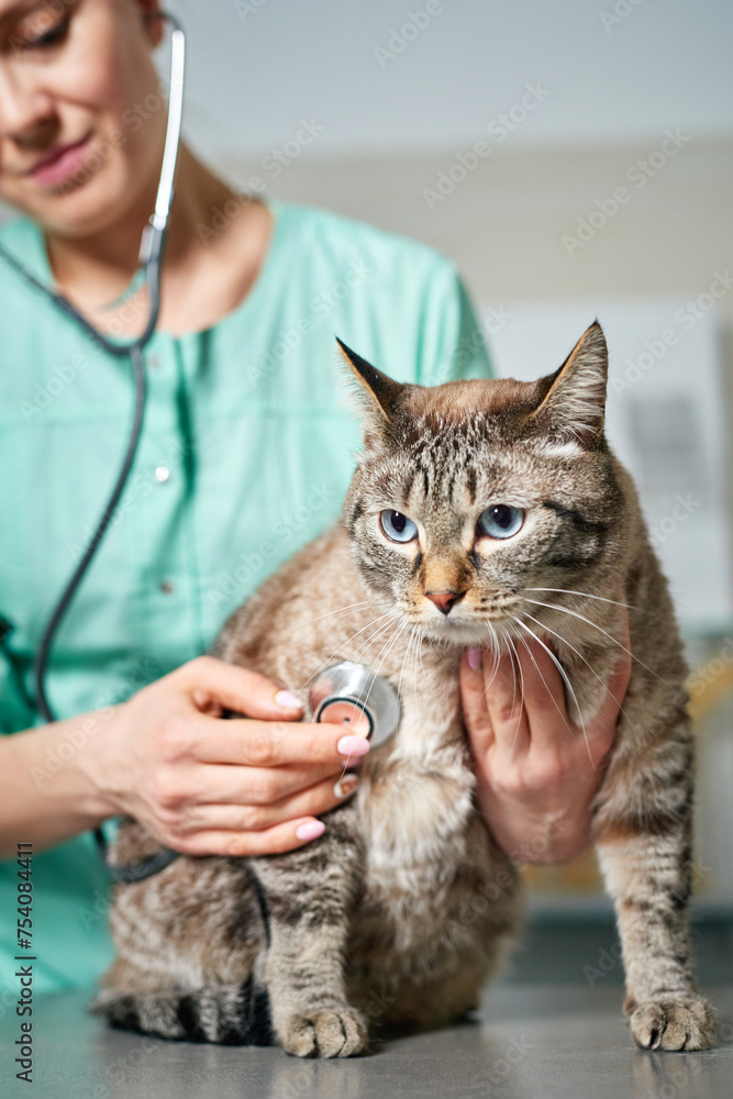 Veterinarian checking a domestic cat with stethoscope at the visit Veterinarian checking a domestic cat with stethoscope at the visit