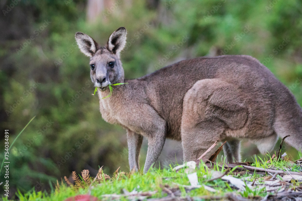 Serene Kangaroo Basking in Lush Greenery Serene Kangaroo Basking in Lush Greenery