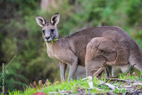 Serene Kangaroo Basking in Lush Greenery © Bossa Art