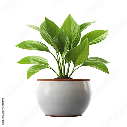 potted indoor houseplant (Pothos, Aglaonema, Devil's ivy, Scindapsus) in white decorated pot, isolated on a transparent background. PNG, cutout, or clipping path
