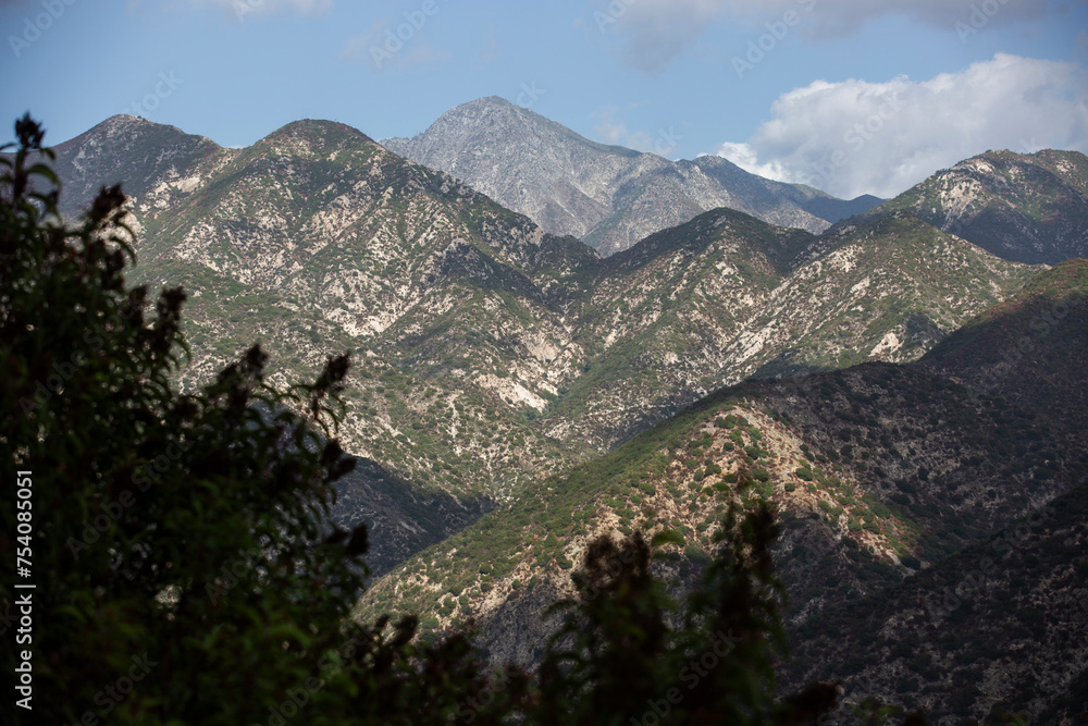 Laurel sumac silhouettes the San Gabriel Mountain range at Mount Wilson, California, USA.
