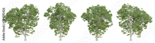 Castanea sativa tree isolated on transparent background  png plant  3d render illustration.