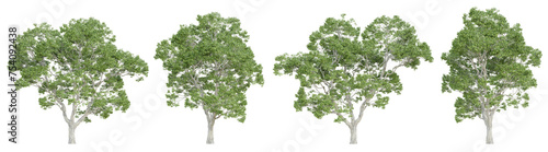 Fotografie Castanea sativa tree isolated on transparent background, png plant, 3d render illustration