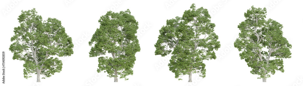 Castanea sativa tree isolated on transparent background, png plant, 3d render illustration. Castanea sativa tree isolated on transparent background, png plant, 3d render illustration.