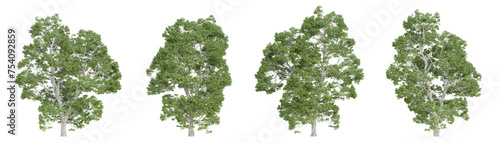 Castanea sativa tree isolated on transparent background, png plant, 3d render illustration.