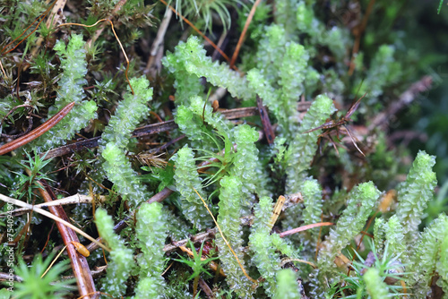 Greater Pawwort, Barbilophozia lycopodioides, liverwort from Finland photo
