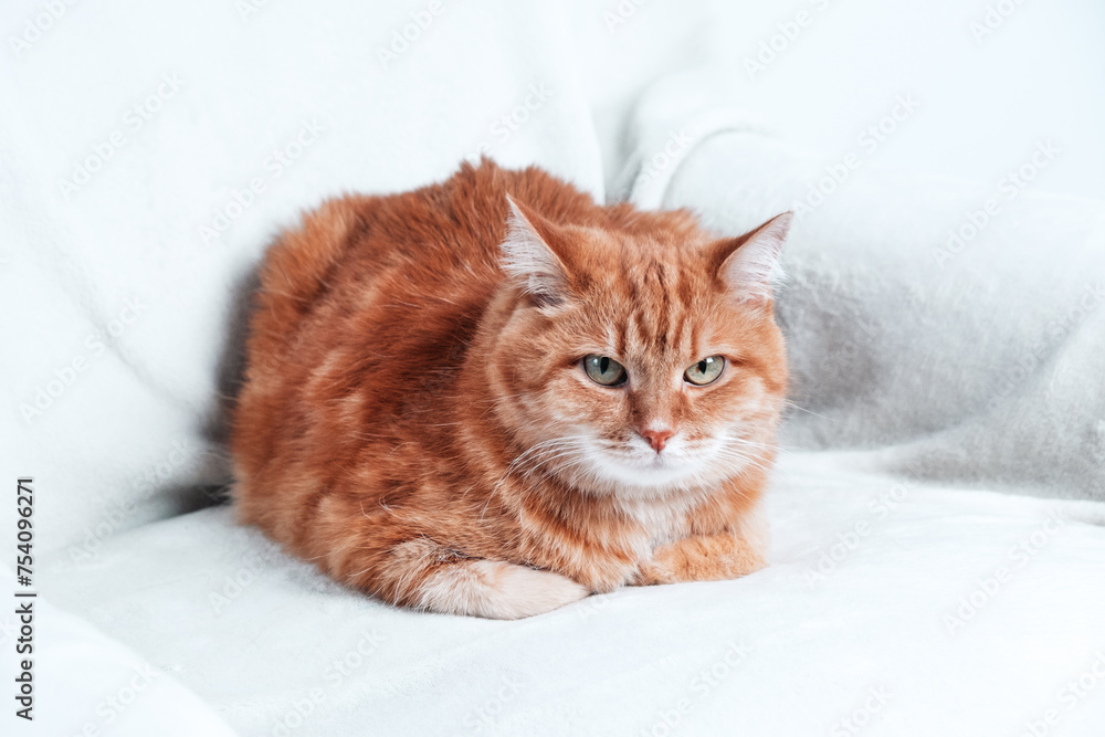 Fototapeta premium Ginger cat relaxing on a couch. Pet at home.