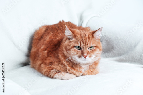 Ginger cat relaxing on a couch. Pet at home.