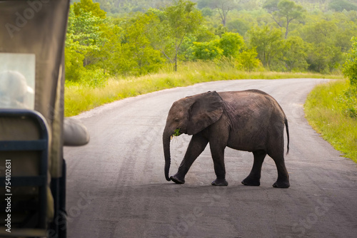 Baby Elephant Crossing Road in Front of Car