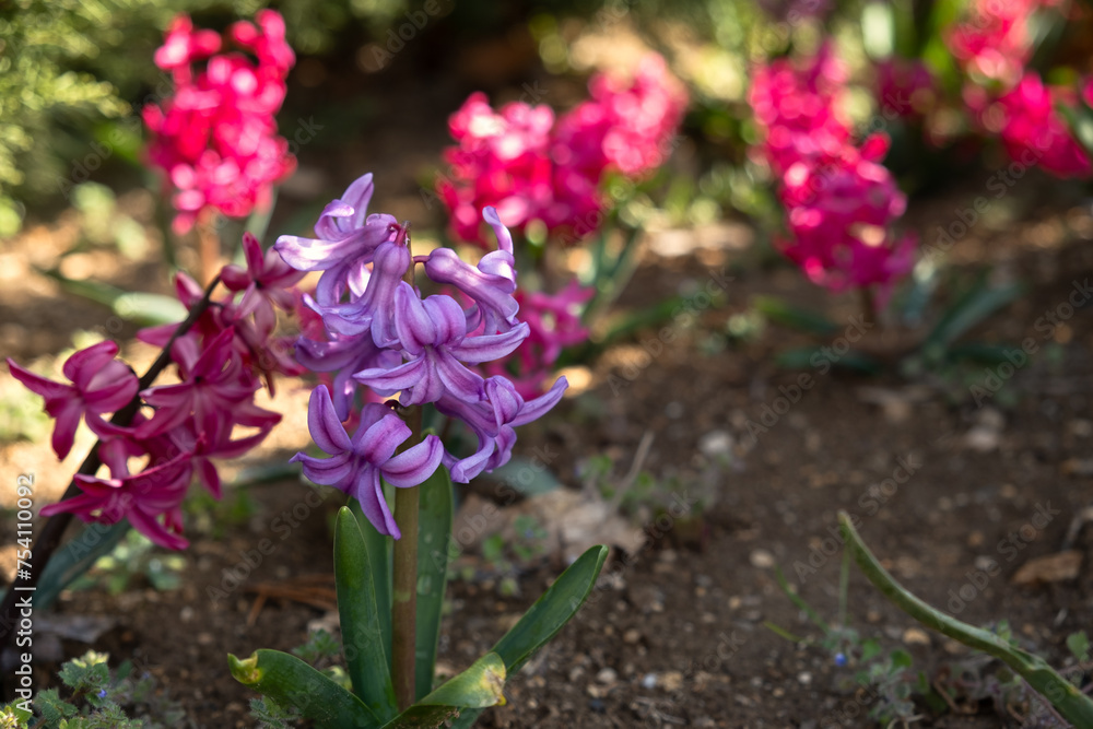 The hyacinth in the garden blooms in spring. Beautiful flowers in close-up in bright sunlight. Spring natural background for the design. The concept of planting, decorating the garden. Postcard spring The hyacinth in the garden blooms in spring. Beautiful flowers in close-up in bright sunlight. Spring natural background for the design. The concept of planting, decorating the garden. Postcard spring