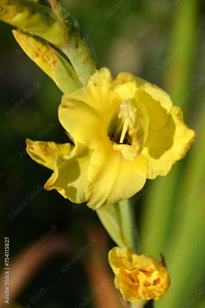 Bloom Flower in Autumn in the Sunder in the Town Walsrode, Lower Saxony Bloom Flower in Autumn in the Sunder in the Town Walsrode, Lower Saxony