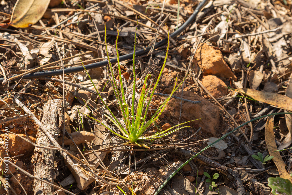 Drosophyllum lusitanicum in natural habitat close to Aljezur in Portugal Drosophyllum lusitanicum in natural habitat close to Aljezur in Portugal