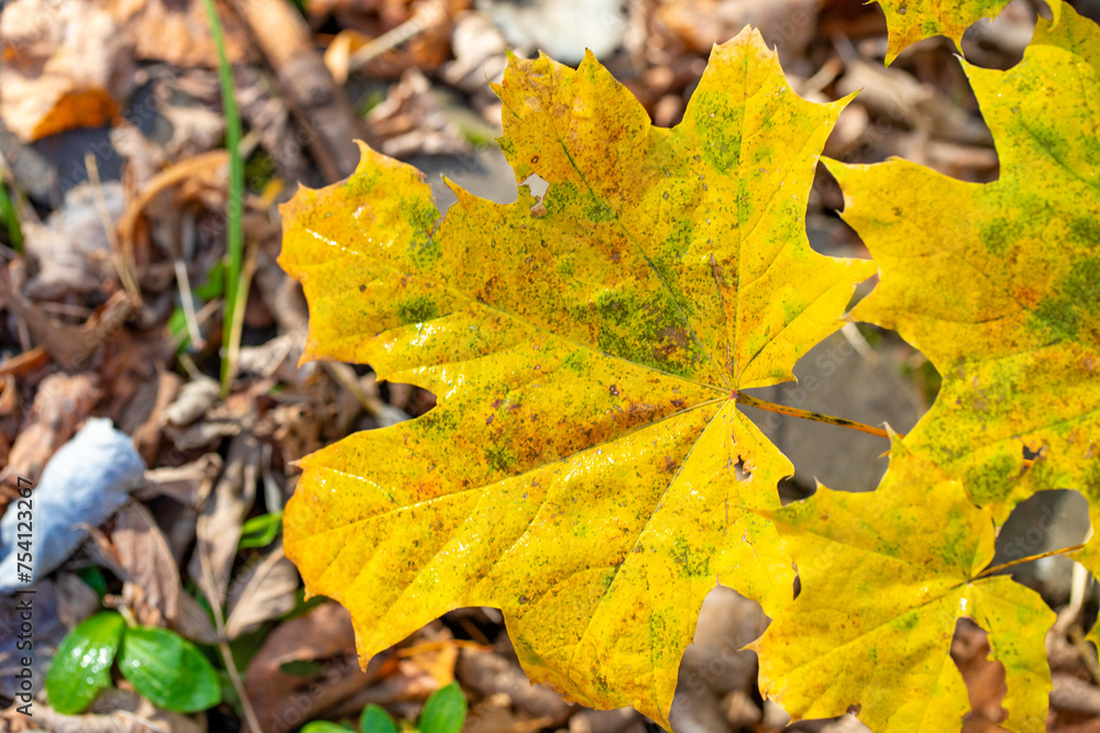 Yellow autumn leaves on trees in sunny weather. Yellow autumn leaves on trees in sunny weather.