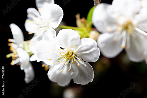 Fototapeta Naklejka Na Ścianę i Meble -  White cherry flowers isolated on black background. Close-up