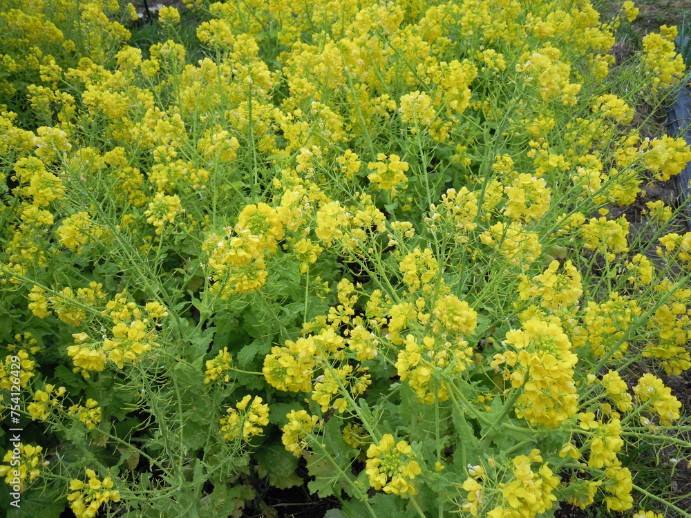 Obraz premium 菜の花