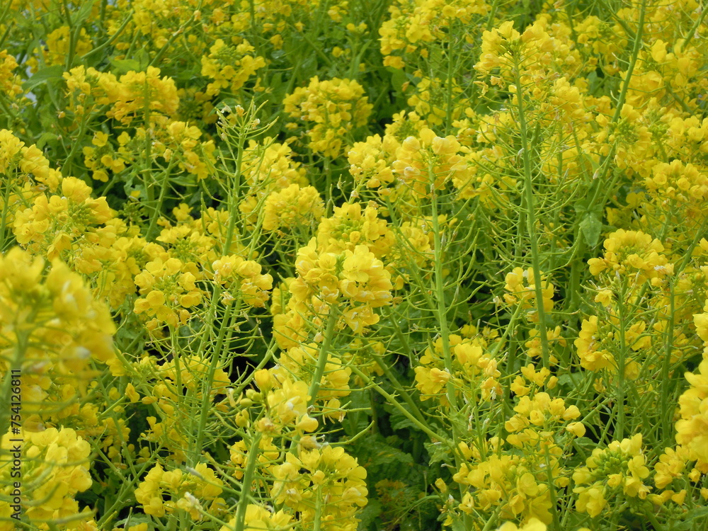 Naklejka premium 菜の花