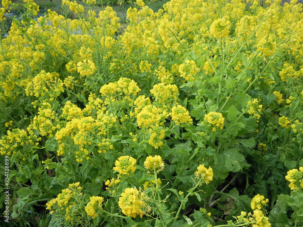 Obraz premium 菜の花