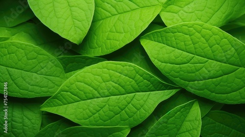 Vibrant Green Leaves Close-Up Texture