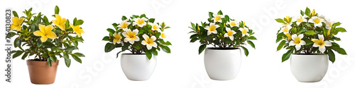 House parlor plant Allamanda plant in modern white pot or vase isolated on transparent background generative ai