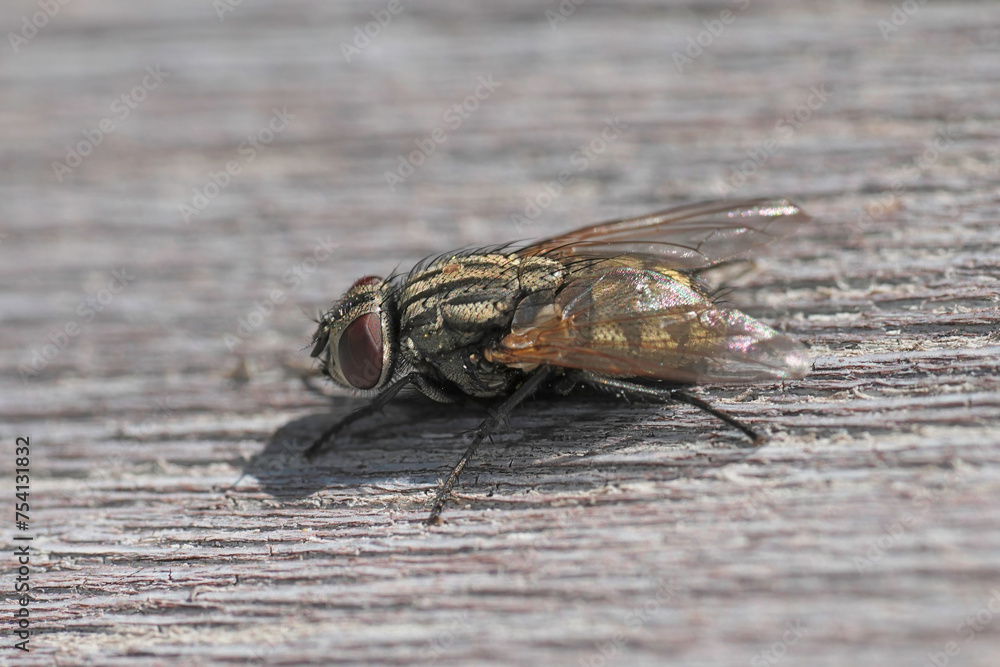 Obraz premium Closeup on a European Musca autumnalis fly , which is a pest of cattle and horses and can pass eyeworm disease, Thelazia rhodesi