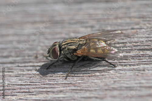 Closeup on a European Musca autumnalis fly , which is a pest of cattle and horses and can pass eyeworm disease, Thelazia rhodesi photo