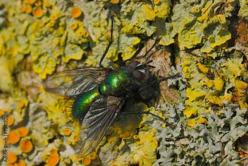 Closeup on a European metallic green tachinid fly, Gymnocheta viridis, warming up at the bark of a tree photo