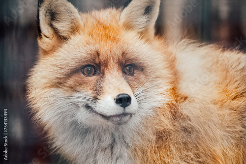 red fox vulpes © Eon Nico