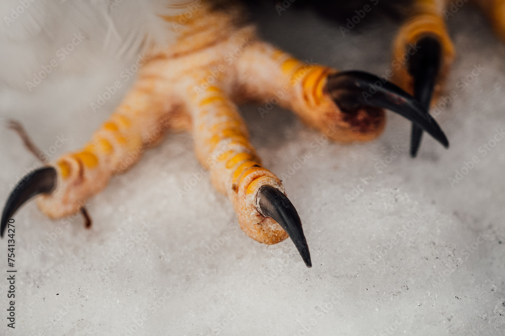 Obraz premium eagle claws close up