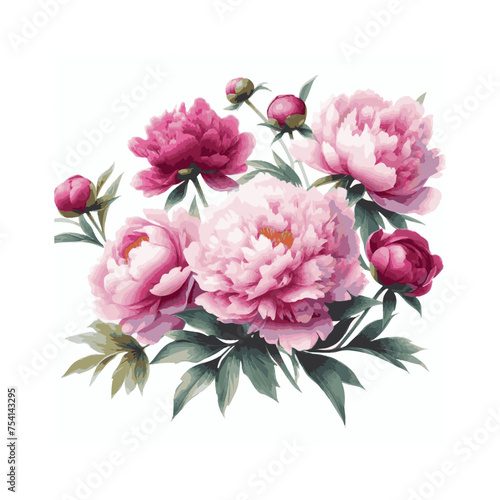 watercolor of Peony isolated on white background