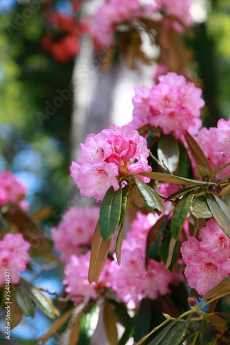 Wallpaper Mural 西洋石楠花 Torontodigital.ca