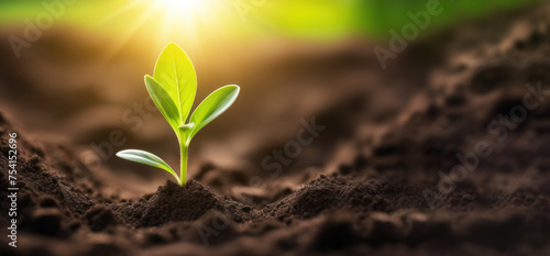 Planting green seedling, close-up young plant sprout in soil, morning sunshine garden. Spring nature banner background, copy space. Organic gardening, ecology, new life, eco, zero waste, plastic free