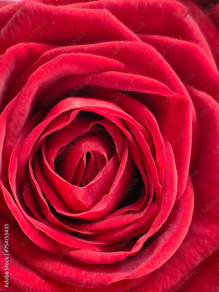 Large, bright red rose close-up. Macro photography. Large, bright red rose close-up. Macro photography.