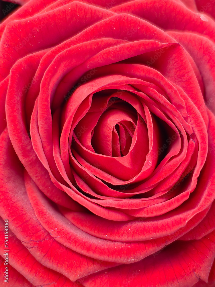 Large, bright red rose close-up. Macro photography. Large, bright red rose close-up. Macro photography.