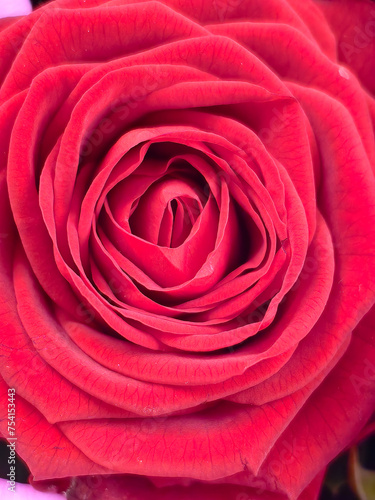 Large  bright red rose close-up. Macro photography.