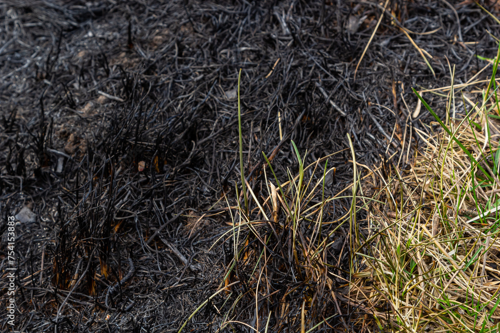 Burnt forest floor undergrowth with grass and ash, forest fire. Burning grass in the spring is a serious environmental problem Burnt forest floor undergrowth with grass and ash, forest fire. Burning grass in the spring is a serious environmental problem