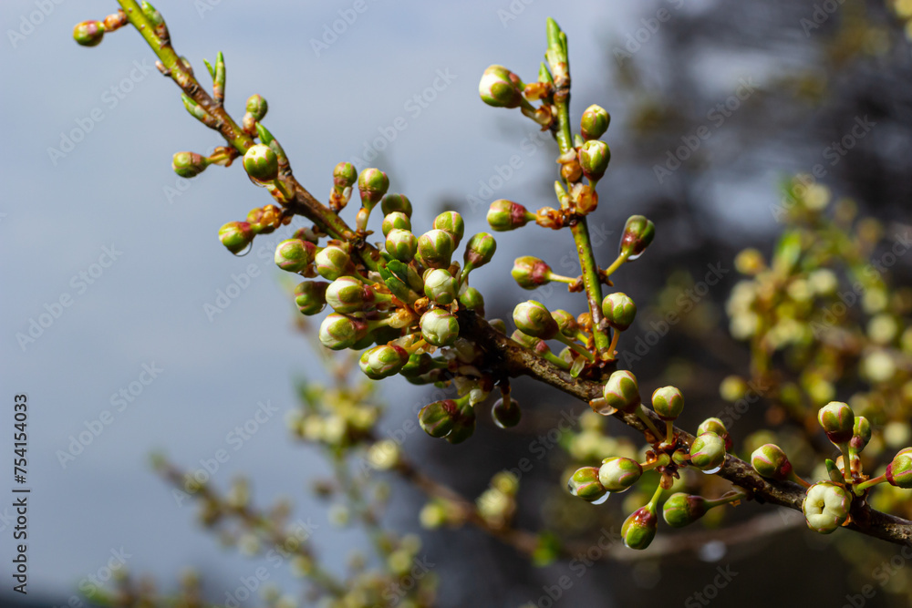 Floral background with white flowers and green leaves. Plum blossoms in the spring garden. Wild plums tree blossom blooming. Macro, close-up.Selective focus Floral background with white flowers and green leaves. Plum blossoms in the spring garden. Wild plums tree blossom blooming. Macro, close-up.Selective focus