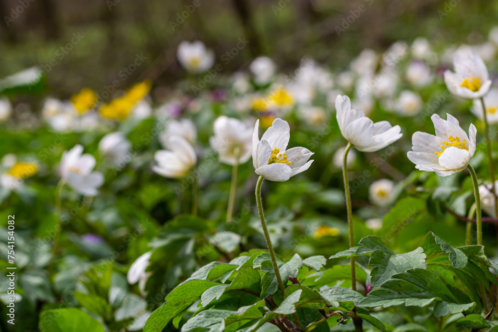 The many white wild flowers in spring forest. Blossom beauty, nature, natural. Sunny summer day, green grass in park. Anemonoides nemorosa The many white wild flowers in spring forest. Blossom beauty, nature, natural. Sunny summer day, green grass in park. Anemonoides nemorosa