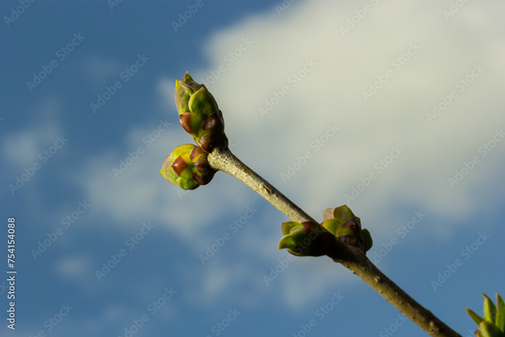 Big green buds branches. Young green leaves coming out from thick green buds. branches with new foliage illuminated by the day sun. Early spring day. Spring is comming