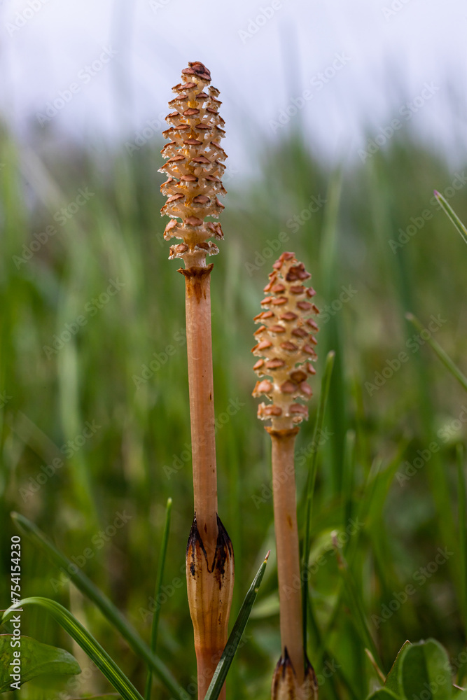 Selective focus. A spore-bearing shoot of the horsetail Equisetum arvense. Sporiferous spikelet of field horsetail in spring. Controversial cones of horsetail