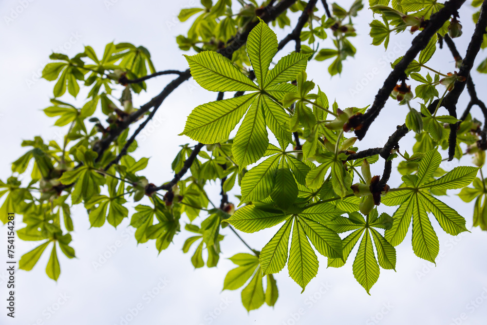 Obraz premium Spring chestnut branch with new leaves on blurred background close-up